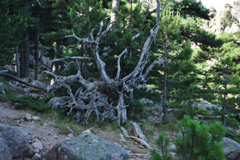 arbre mort