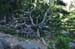 arbre mort